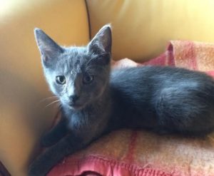 Chat perdu sur la commune de Montceau