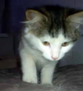 Chaton trouvé à Montceau