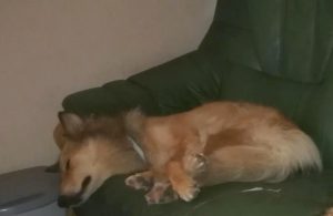 Chien perdu secteur Génelard