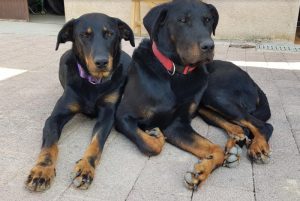 Chiens perdus