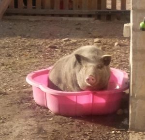 Il fait chaud !!!