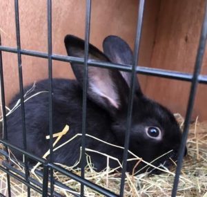 Lapin disparu (Blanzy)