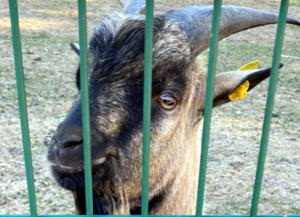 Bouc perdu (Saint Laurent-d&rsquo;Andenay)