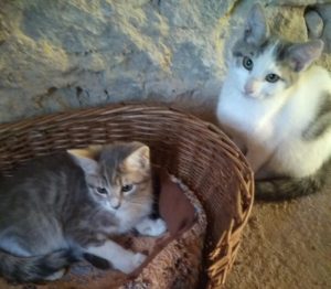Perdu chatons (Montceau)