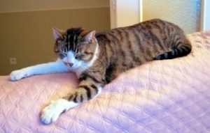 « Mimisse » a disparu à Ciry-le-Noble