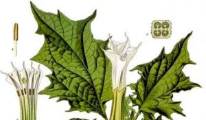 Quel est le nom de cette plante ?