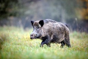 Ouverture générale de la chasse en Saône-et-Loire