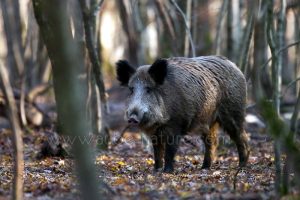 Conditions d’exercice de la chasse à compter du 28 novembre 2020