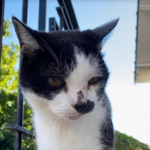 Chat perdu sur la commune de Saint-Vallier