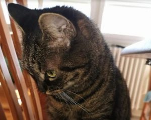 Chat perdu sur la commune de Sanvignes
