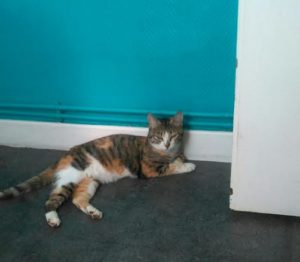 Chat perdu sur la commune de Sanvignes