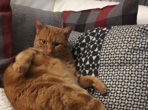 Chat perdu sur la commune de Blanzy