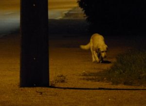 Chien « errant » à Montceau