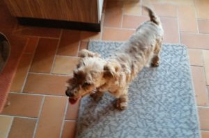 Chien trouvé à Blanzy