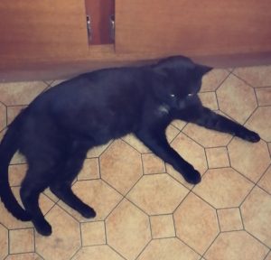 Chat perdu sur la commune de Saint-Vallier