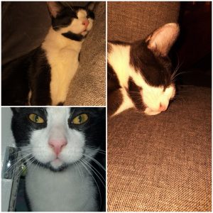 Chat perdu à Martigny-le-Comte
