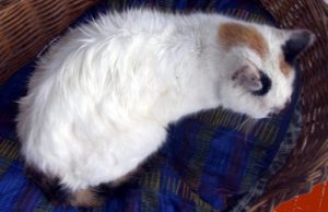 Chatte trouvée dans un état désespéré à Saint Bérain-sous-Sanvignes