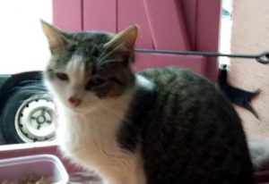 Petite chatte errante recherche tristement son Maître