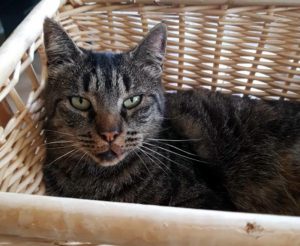Chat perdu à Saint-Vallier (La Garenne)