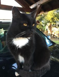 Chat perdu sur la commune de Montceau