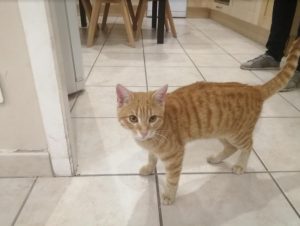 Chat trouvé à Sanvignes