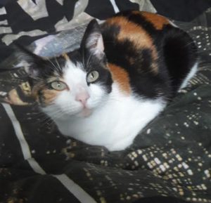 Chat perdu sur la commune de Sanvignes