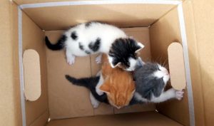 Chatons retrouvés à Sanvignes mais…