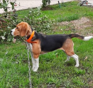 Chien trouvé à Blanzy