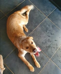 Chien trouvé à Blanzy
