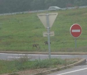 Après le loup, des lynx aperçus à Saint Bonnet-de-Joux et Marizy ?