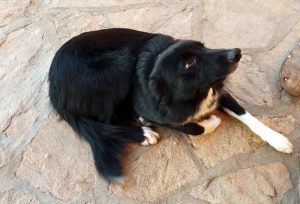 Chien errant à Ciry