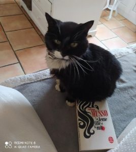 Chat perdu sur la commune de Blanzy