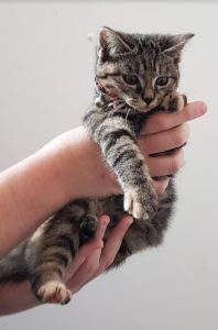 Chat trouvé