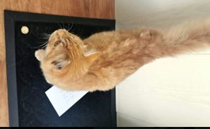 Chat trouvé