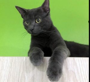 Chat gris perdu à Ciry