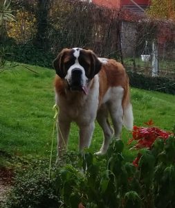 Chiens errants à Montceau