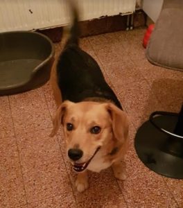 Chien trouvé à Blanzy