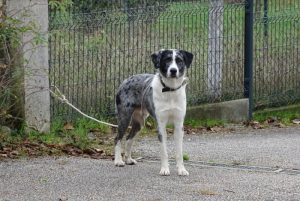 Chien trouvé