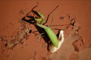 Suite – Concours photos avec pour thème la nature & l’inattendu !