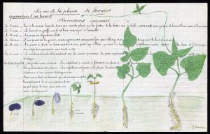 « L’enseignement des sciences 1881-1970 : Apprendre par les choses (Première partie)