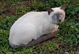 Chat perdu à Saint-Vallier