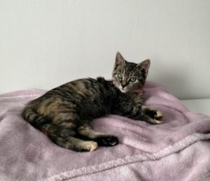 Chat perdu à Montceau-les-Mines