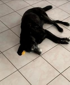 Chien perdu