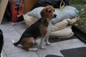 Chien trouvé