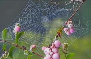 Concours photos sur le thème de la nature & l’inattendu !