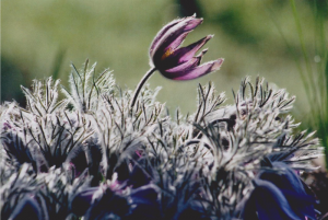 Concours photos sur le thème de la nature & l’inattendu !