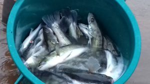 360 kg de poissons déversés dans le lac de la Sorme