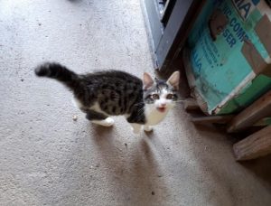 Chat trouvé à Blanzy