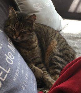 Chat perdu à Pouilloux