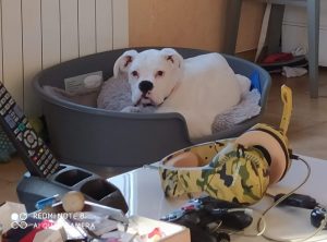 Chien perdu à Blanzy